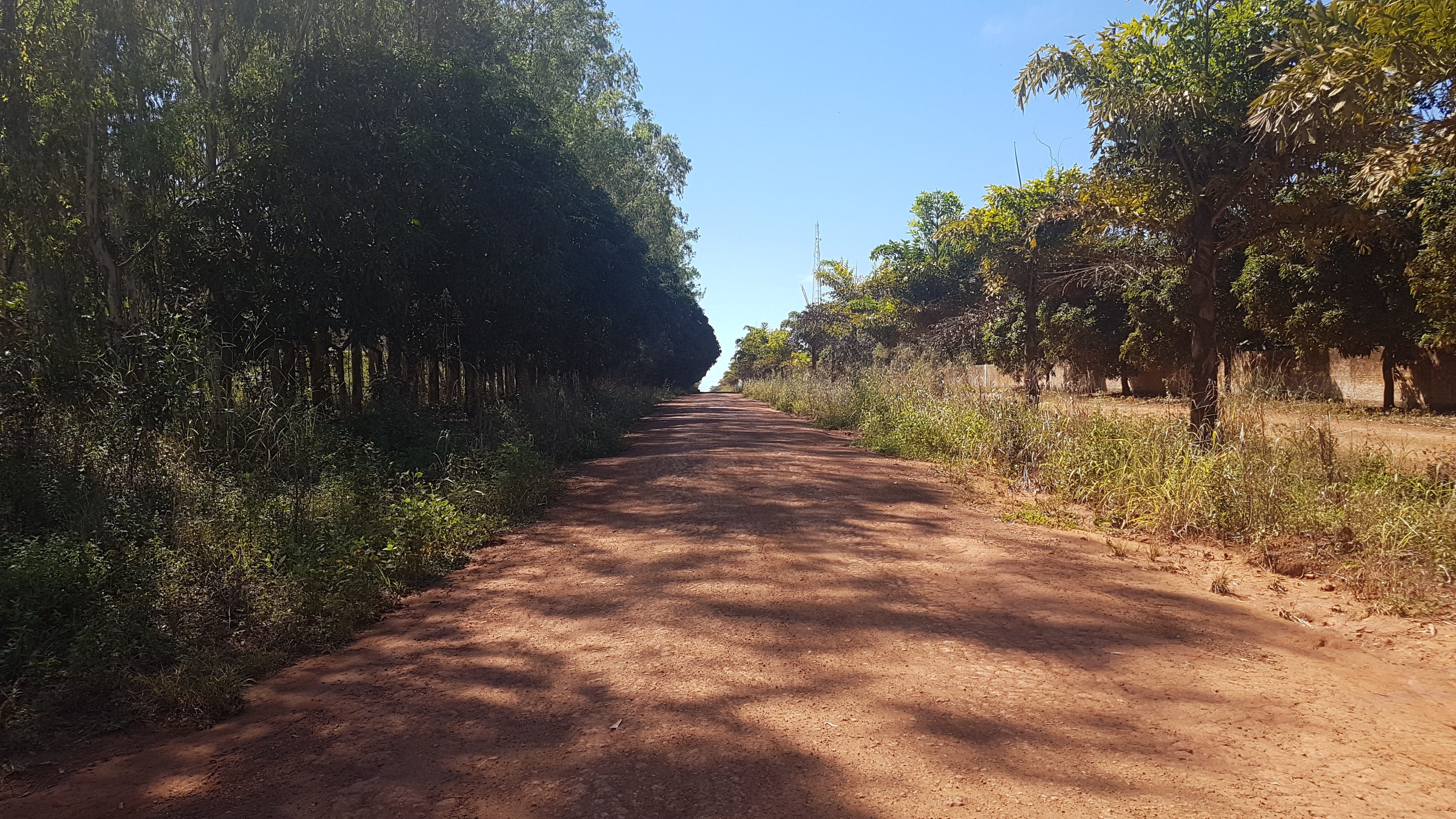 Vereadores cobram a limpeza do matagal na Avenida Amazonas